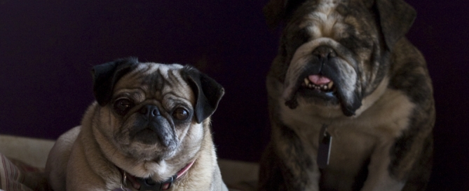 The Pug Father, Violet & Leela