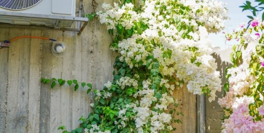 White bougainvillea climbs a concrete wall with an air conditioner