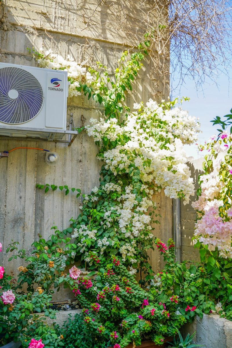 White bougainvillea climbs a concrete wall with an air conditioner