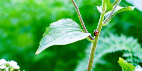 green-leafed plant