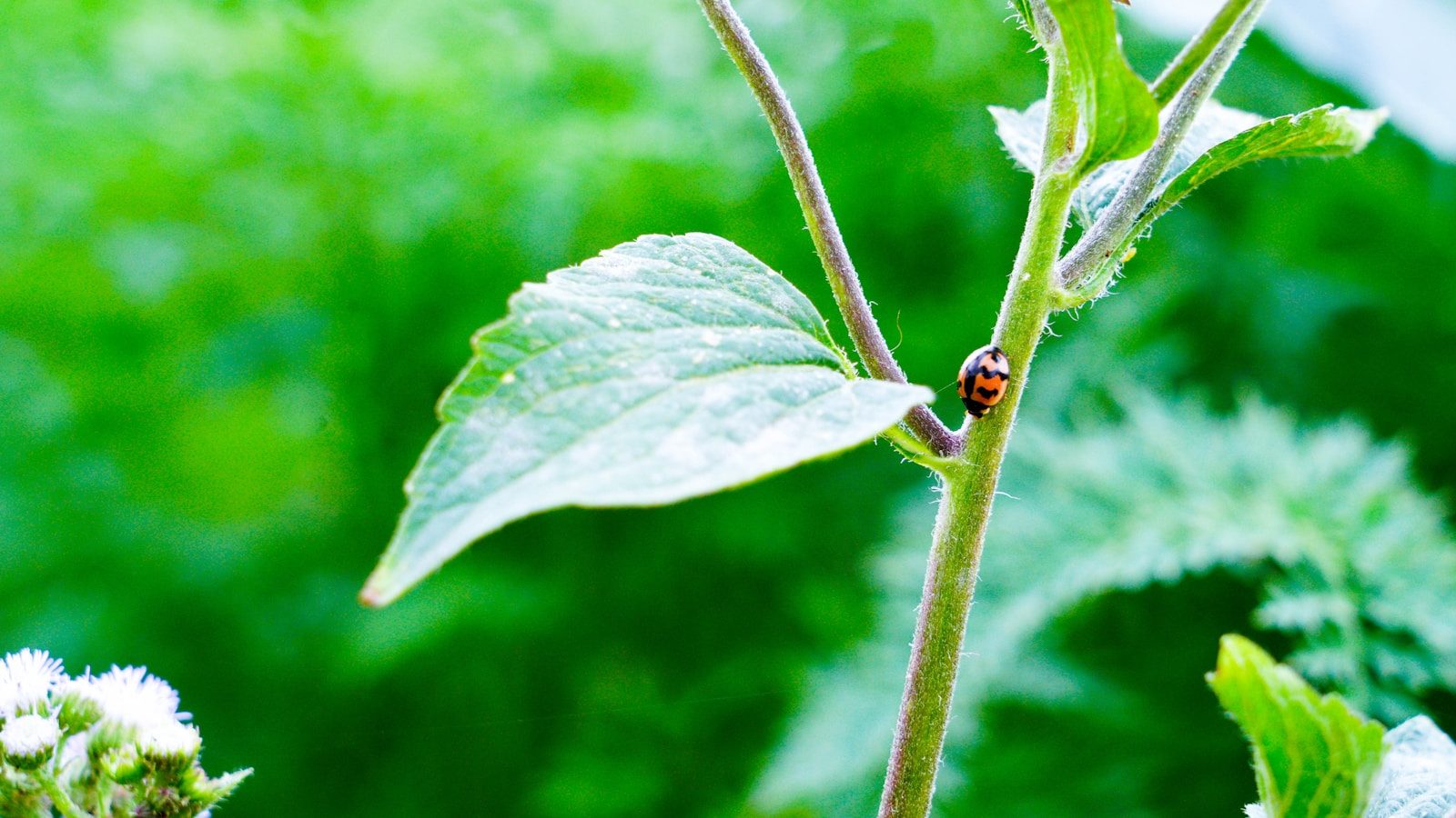 green-leafed plant